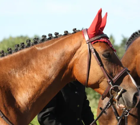 Two performance horses dressed with fancy equipment